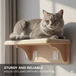 Illustration of a large British Shorthair cat resting comfortably on a sturdy wall-mounted shelf held by non-permanent fixings.
