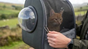 A close-up view of a person securing the robust zip and mesh ventilation windows of a breathable cat backpack carrier, ensuring the cat's safety.