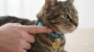 A person checking the fit of a cat’s breakaway collar by ensuring there is enough space between the collar and the neck.