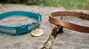 A side-by-side comparison of a safe breakaway cat collar and a non-safety leather collar.