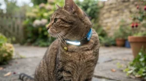 An inquisitive tabby cat exploring a British garden while wearing a secure reflective safety collar.