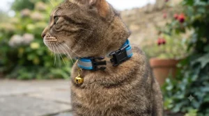 Close-up of a breakaway safety buckle on a reflective cat collar, showing how it releases under tension.