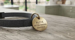 A traditional polished brass circular cat ID disc featuring hand-stamped emergency phone numbers.